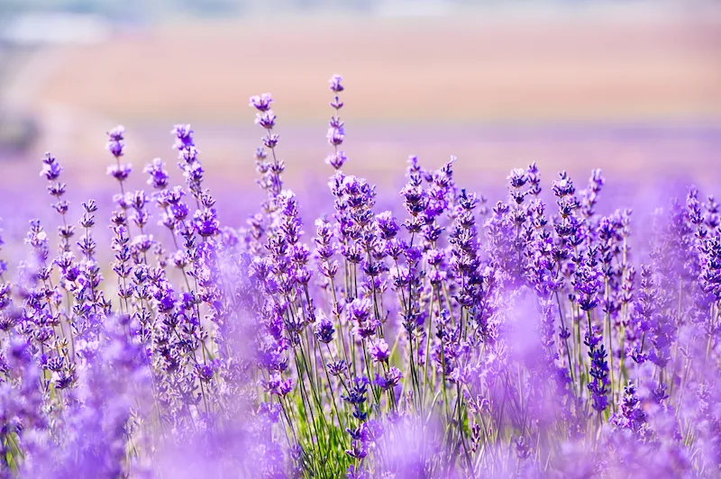 Bunga Lavender Pengusir Tikus